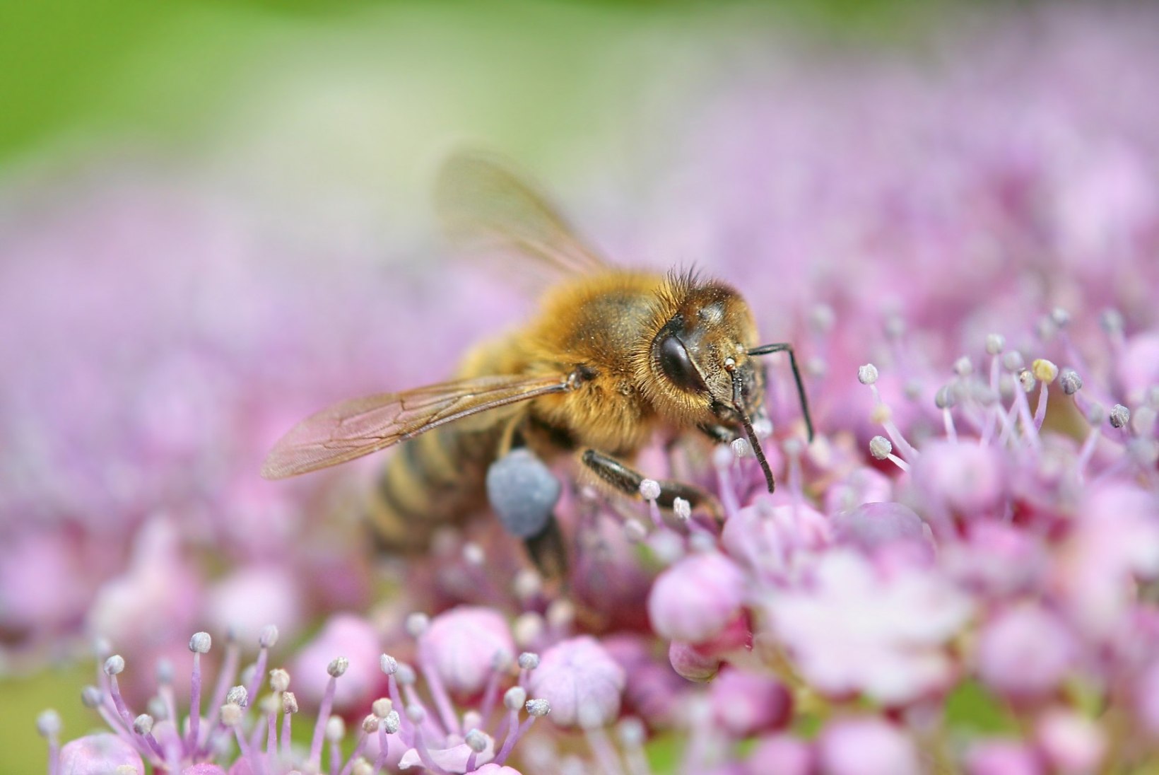 Üks küsimus: kuidas ennetada mesilaste mürgitorkeid?
