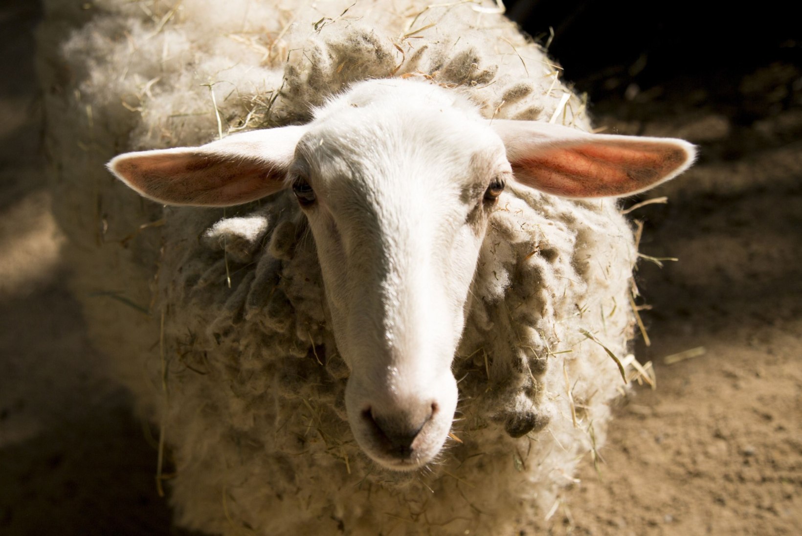 AUSTRAALLASED VAAGIVAD: kas lammaste kuuldes ropendamine on lubatud?