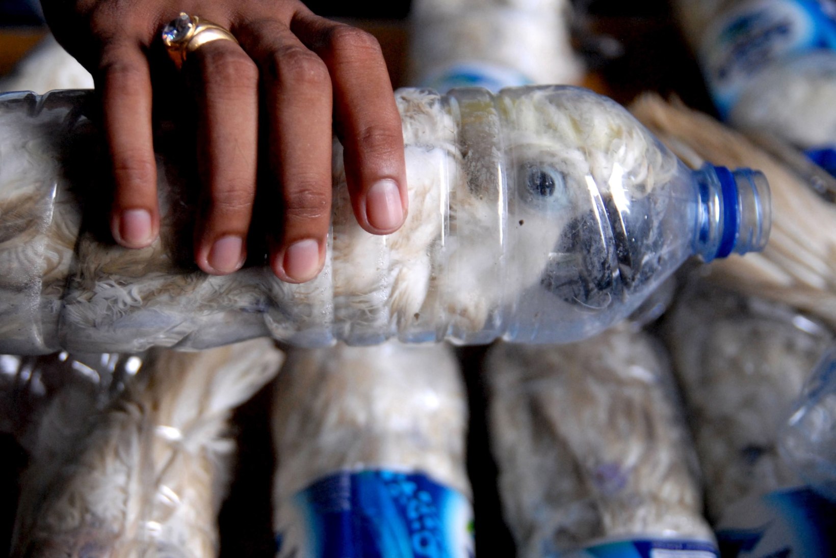 MASENDAV: salakaubavedajad toppisid haruldased linnud plastpudelitesse