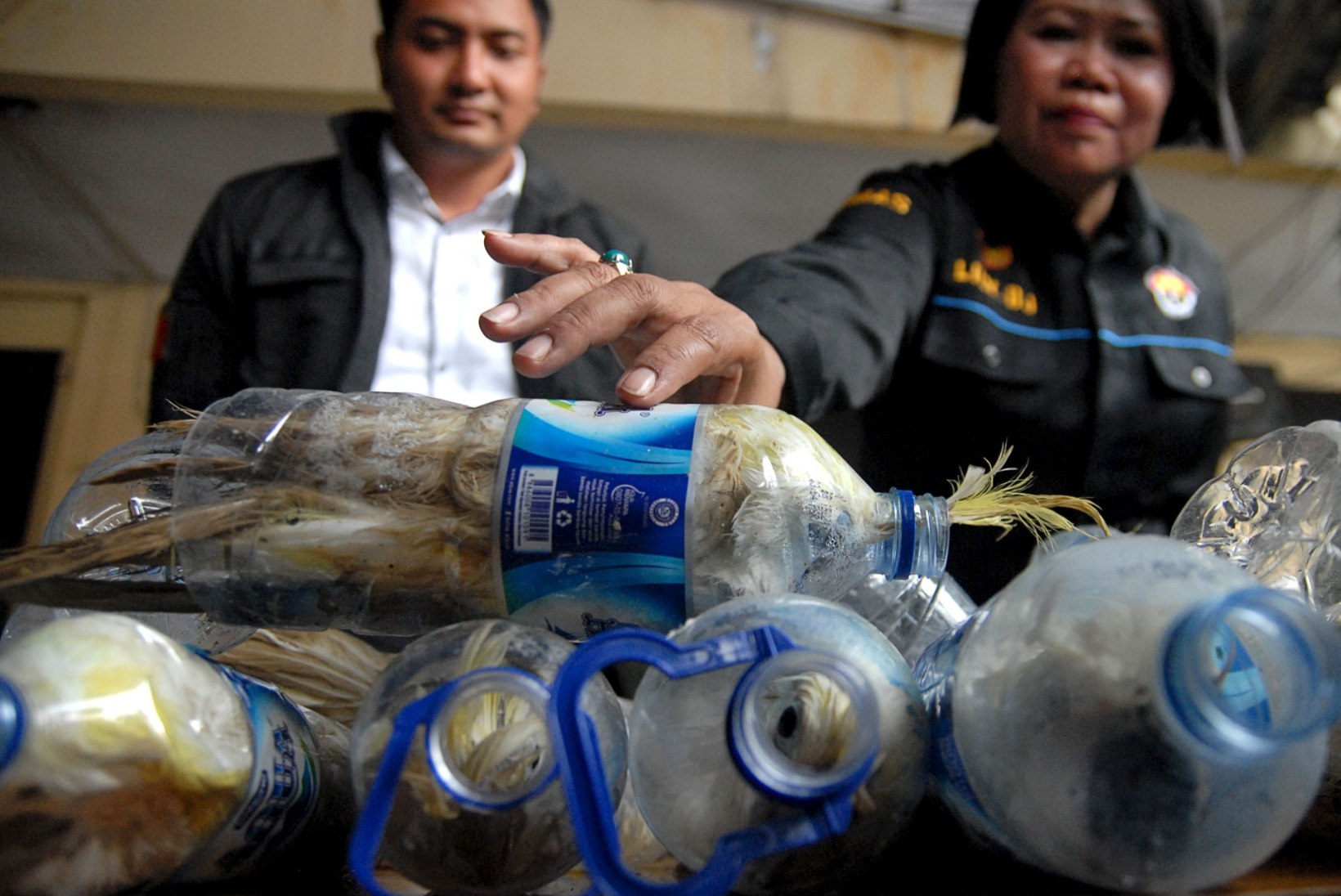 MASENDAV: salakaubavedajad toppisid haruldased linnud plastpudelitesse