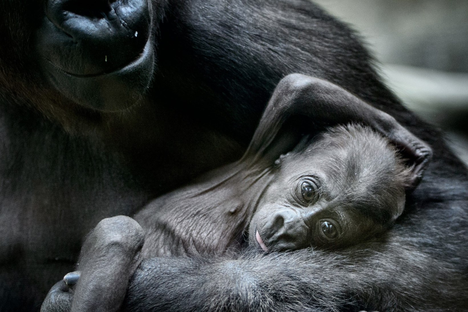 GALERII | Loomaaed näitas pisikest gorillabeebit
