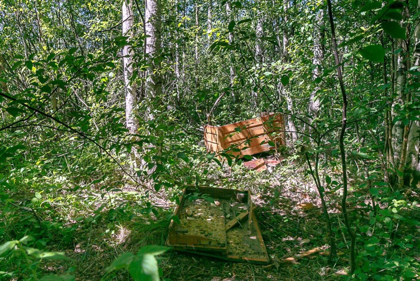 FOTOD | Maia karu hävitustöö - mesitarust jäid maha vaid pilpad