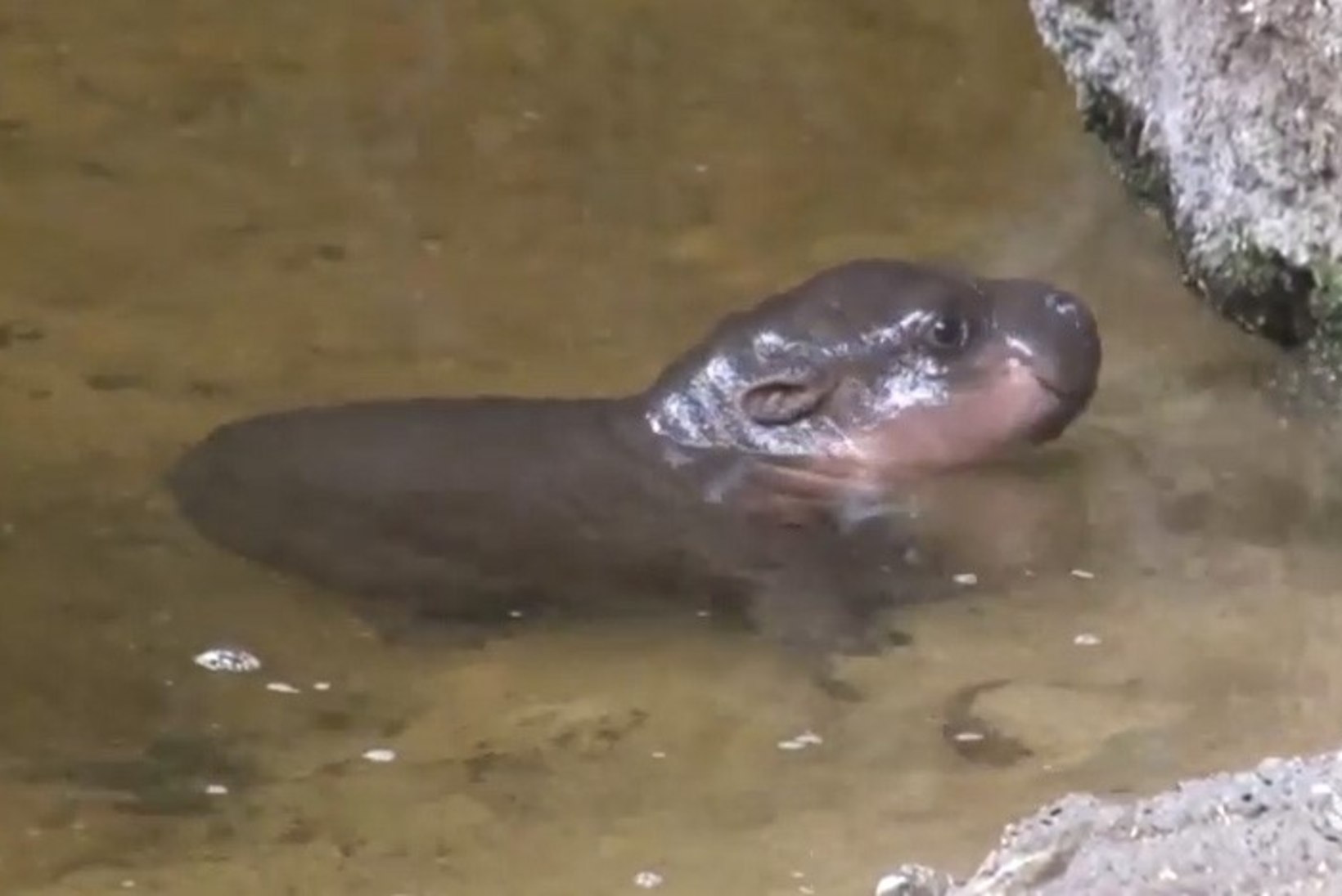 NUNNUKAS: jõehobubeebi käis ujumas