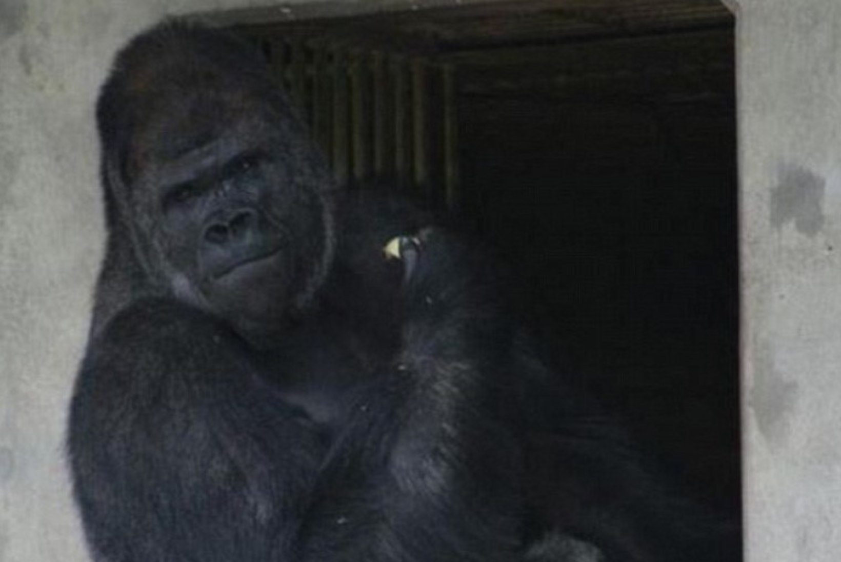 VÕLUB JA MURRAB: "kuum" gorilla, kes ajab naised metsikuks