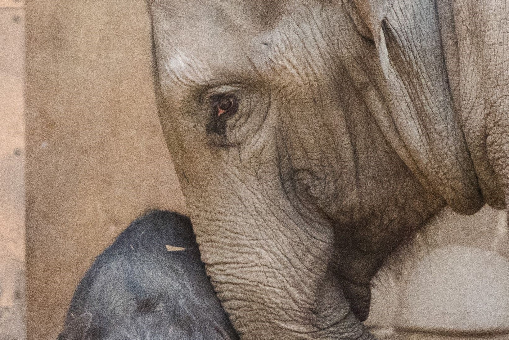 GALERII | Tilluke elevandilaps Hamburgi loomaaias