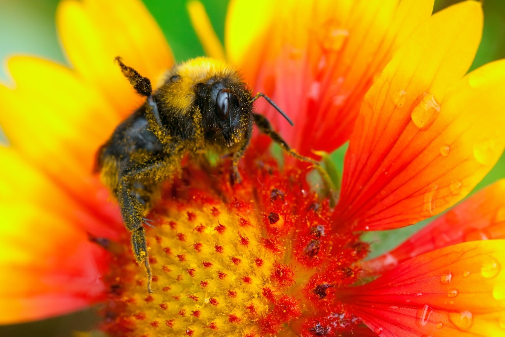 Mida teha, kui mesilane nõelab?