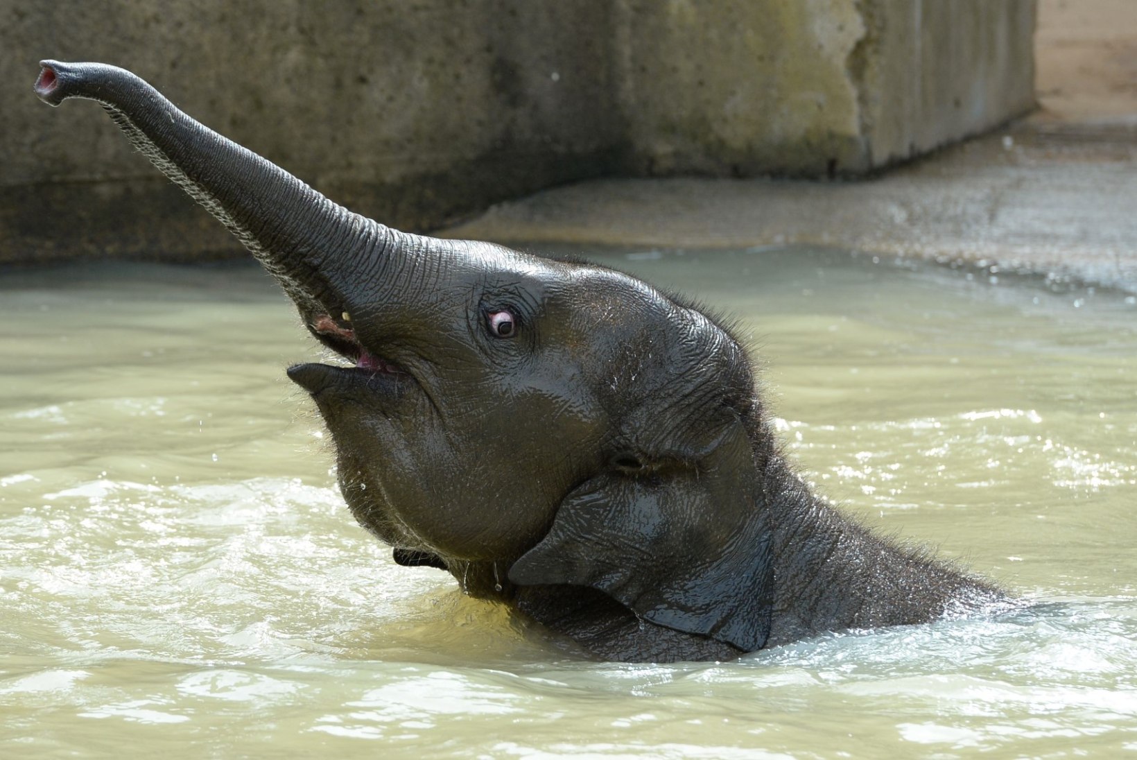 VIDEO | Jaapanis avati elevantidele mõeldud ujumisbassein!