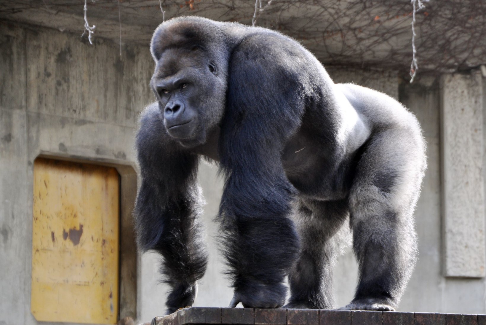 FOTOD | Nägus gorilla võrgutab Jaapani loomaaias naisi