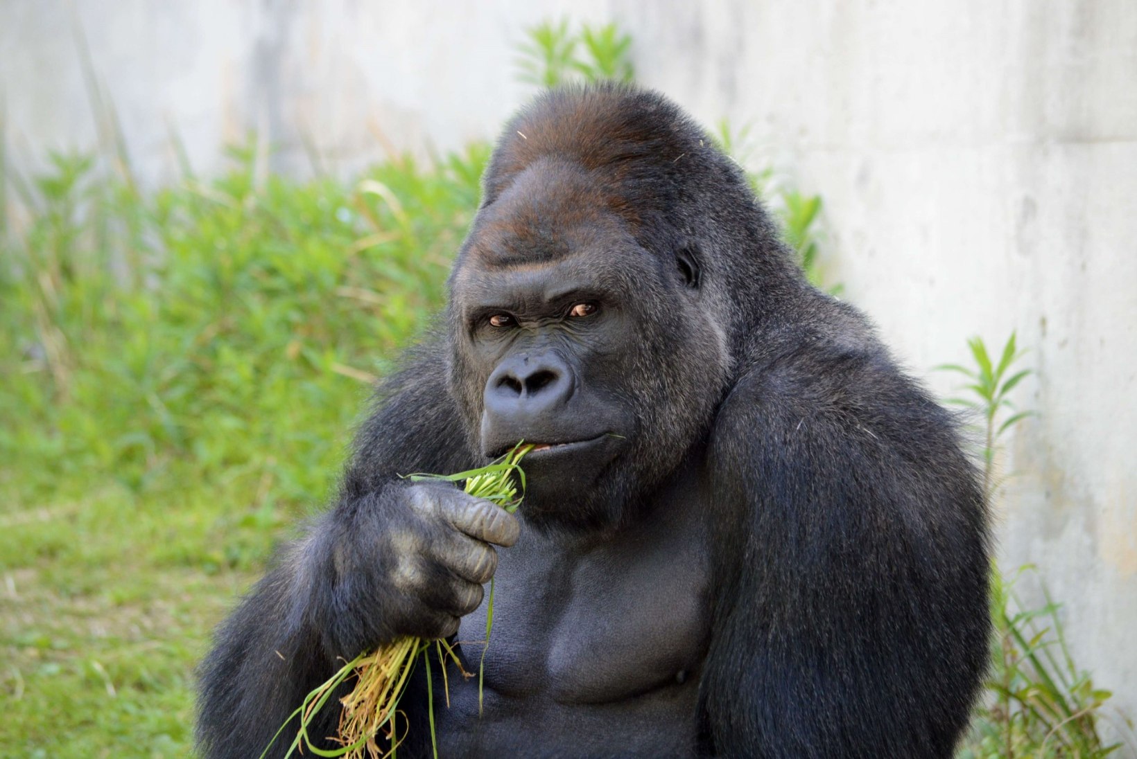 FOTOD | Nägus gorilla võrgutab Jaapani loomaaias naisi