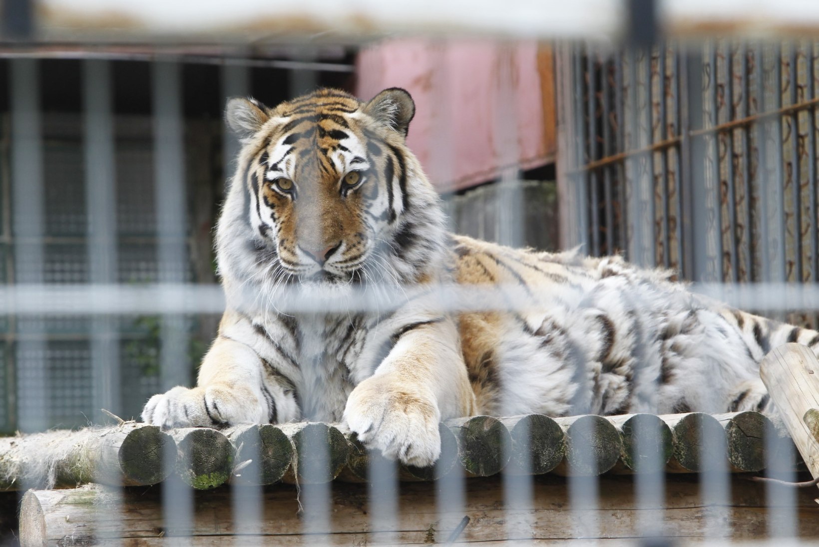 GALERII | Tiiger Pootsman sai tiigripäeva puhul verejäätist