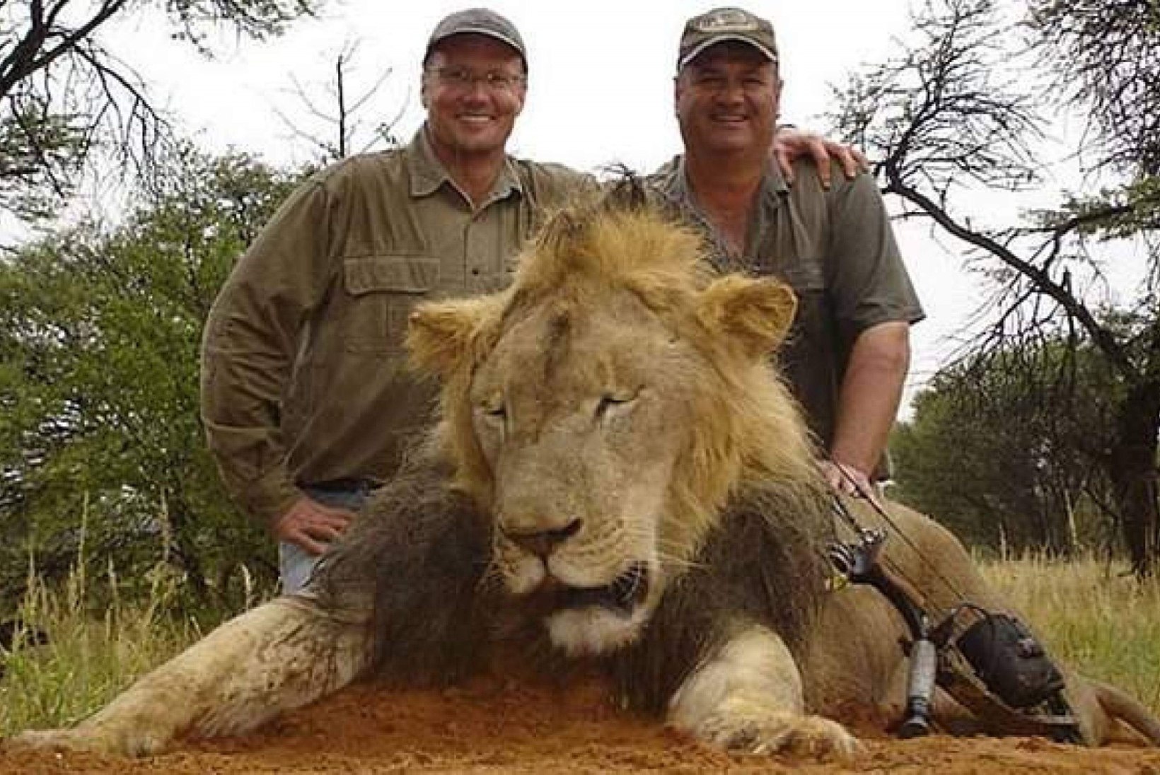 40 TUNDI SURMAPIINU: USA hambaarst tappis Zimbabwe lemmiklõvi