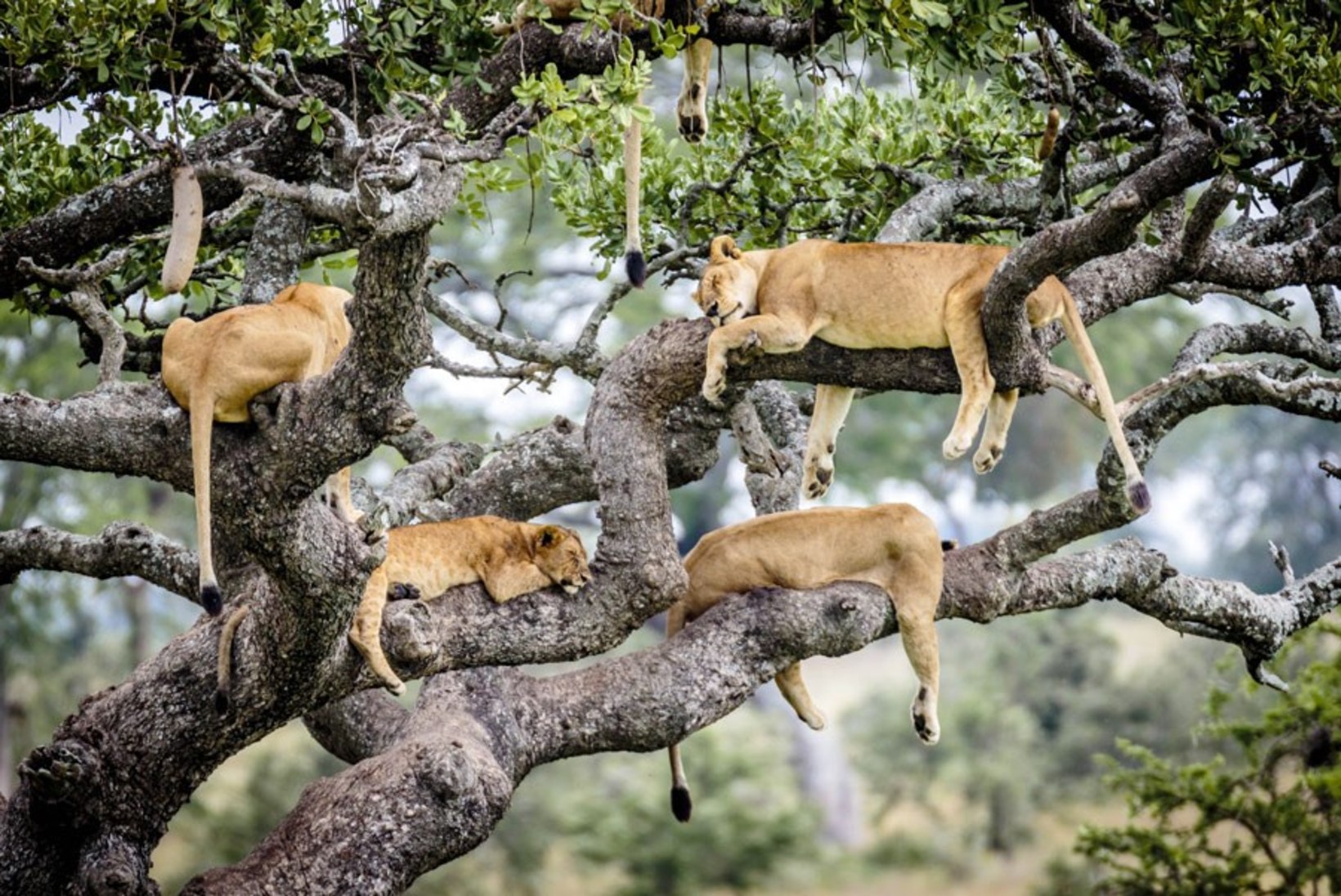 VAHVAD FOTOD | 15 lõvi korraga puu otsas