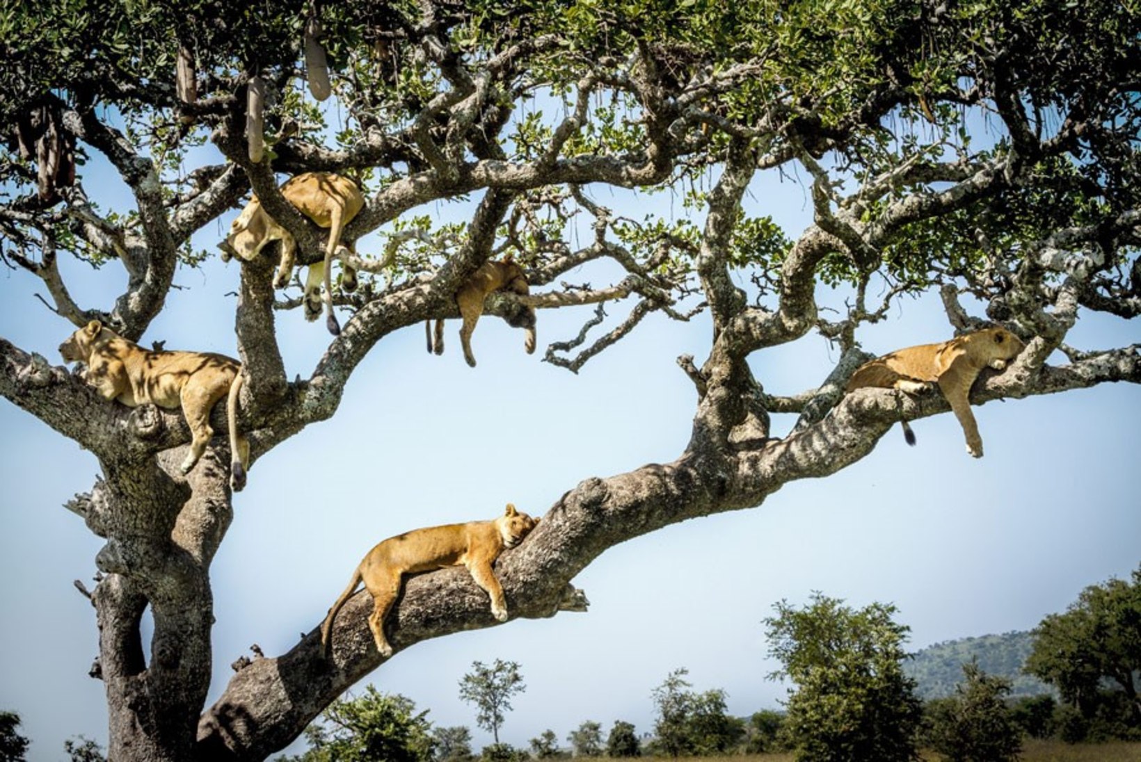 VAHVAD FOTOD | 15 lõvi korraga puu otsas