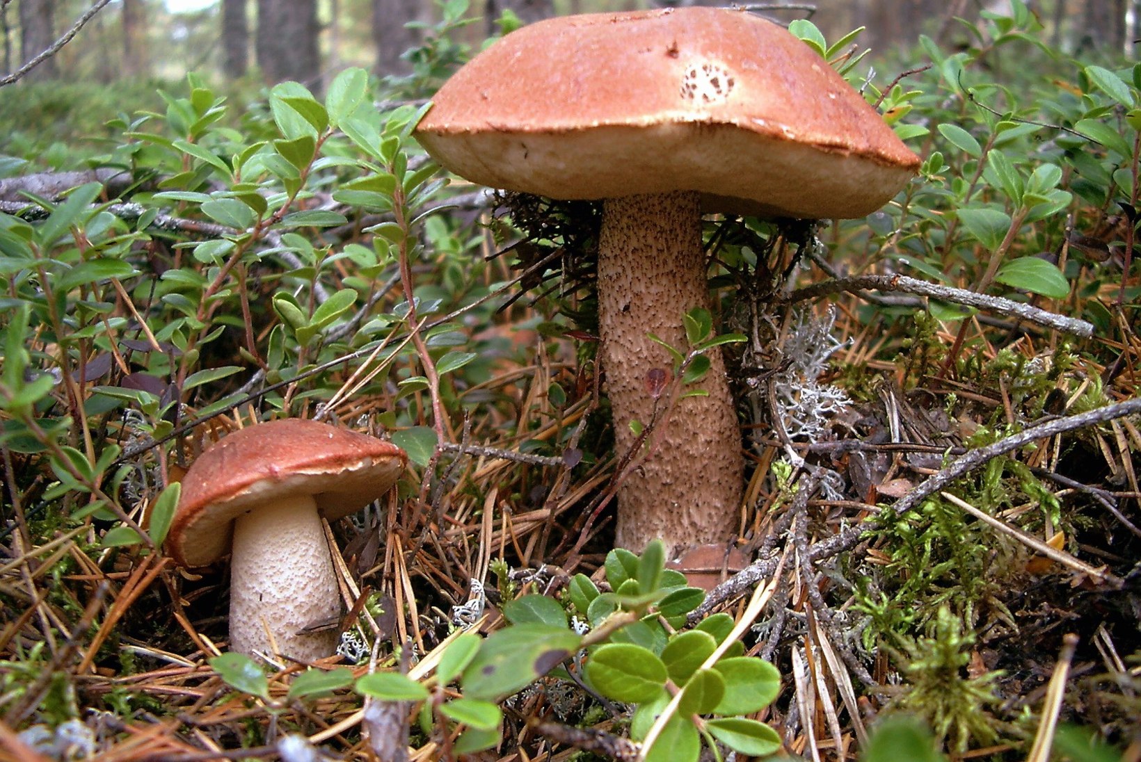 Seened: kupatamata seen võib terve roa ära rikkuda