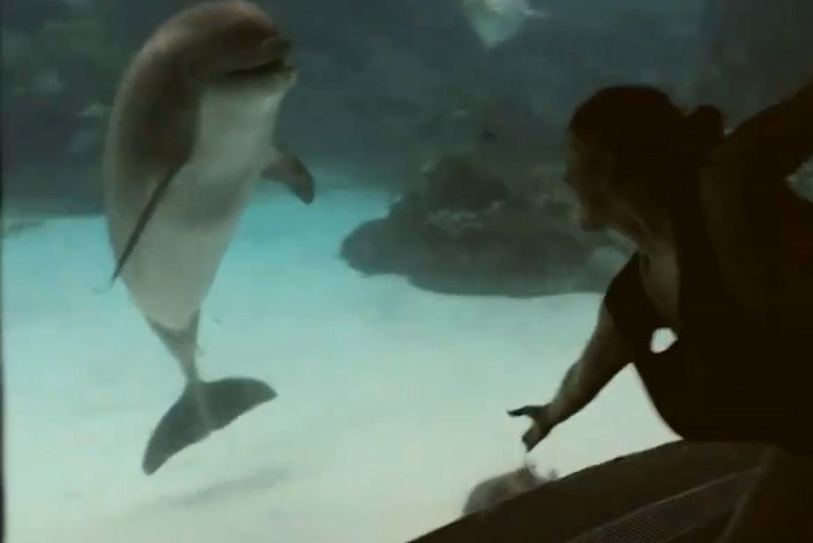 SIIRAS HETK: kuidas delfiini naerma ajada?