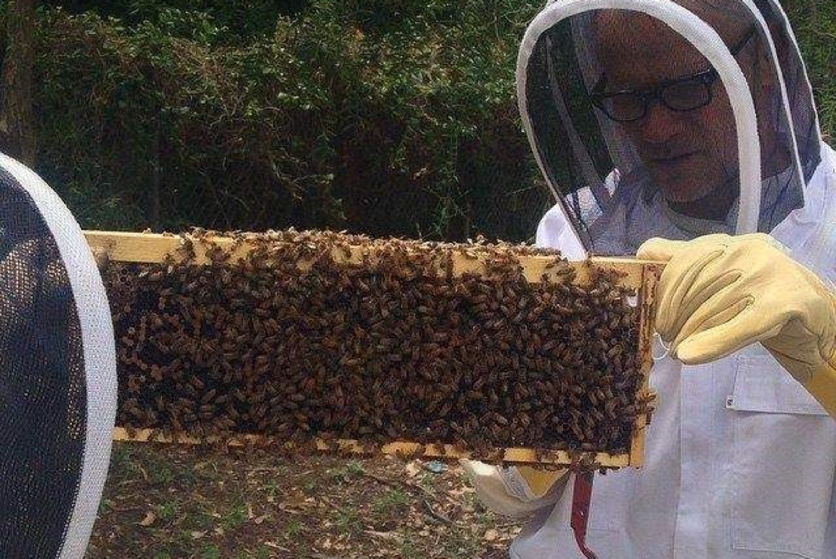 Chili Peppersi täht peab mesilasi