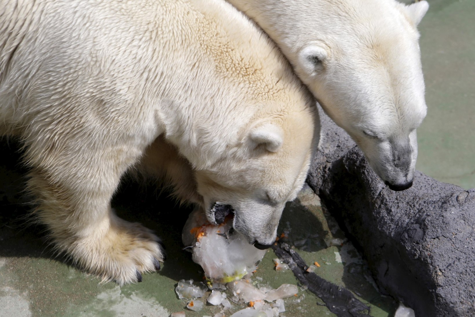 GALERII | Praha loomaaia jääkarud naudivad kuumal päeval jäist maiustust