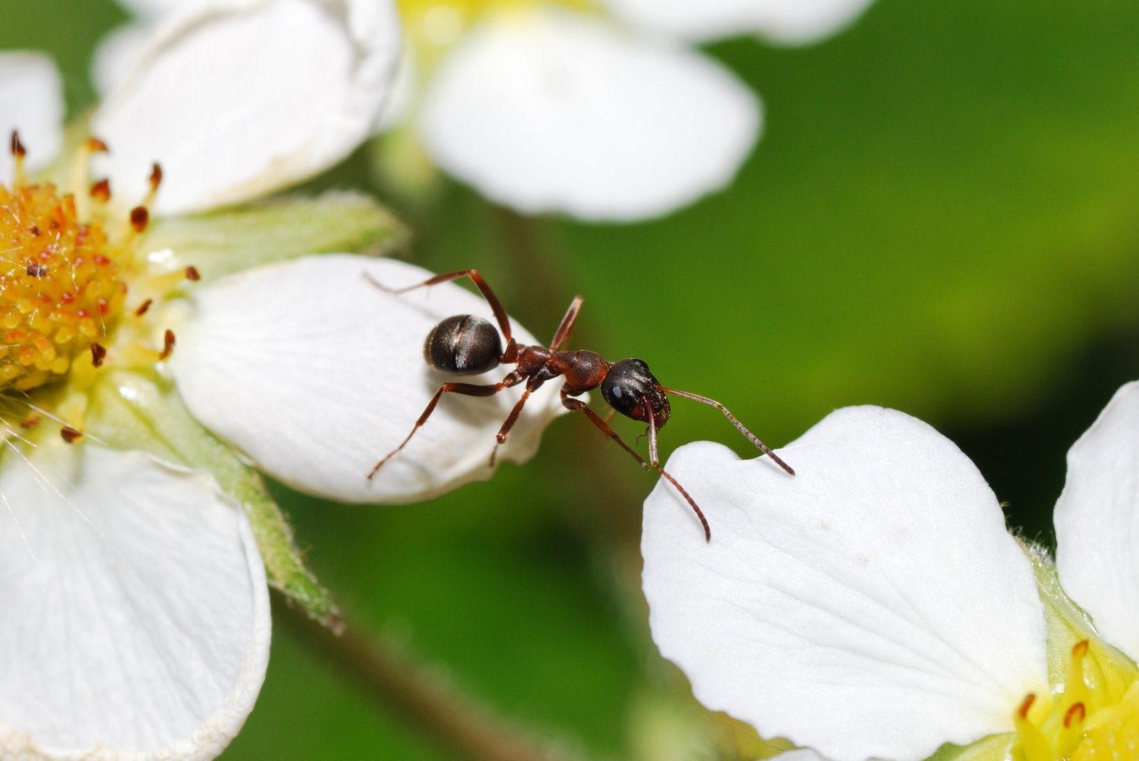 Eesti teadlane avastas, et tõbised sipelgad võtavad ravimeid