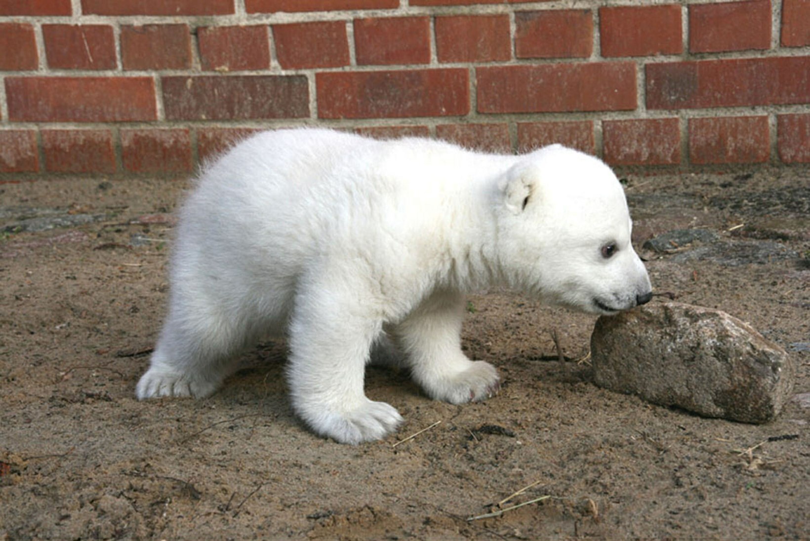 Jääkaru Knuti surm sai viimaks seletuse
