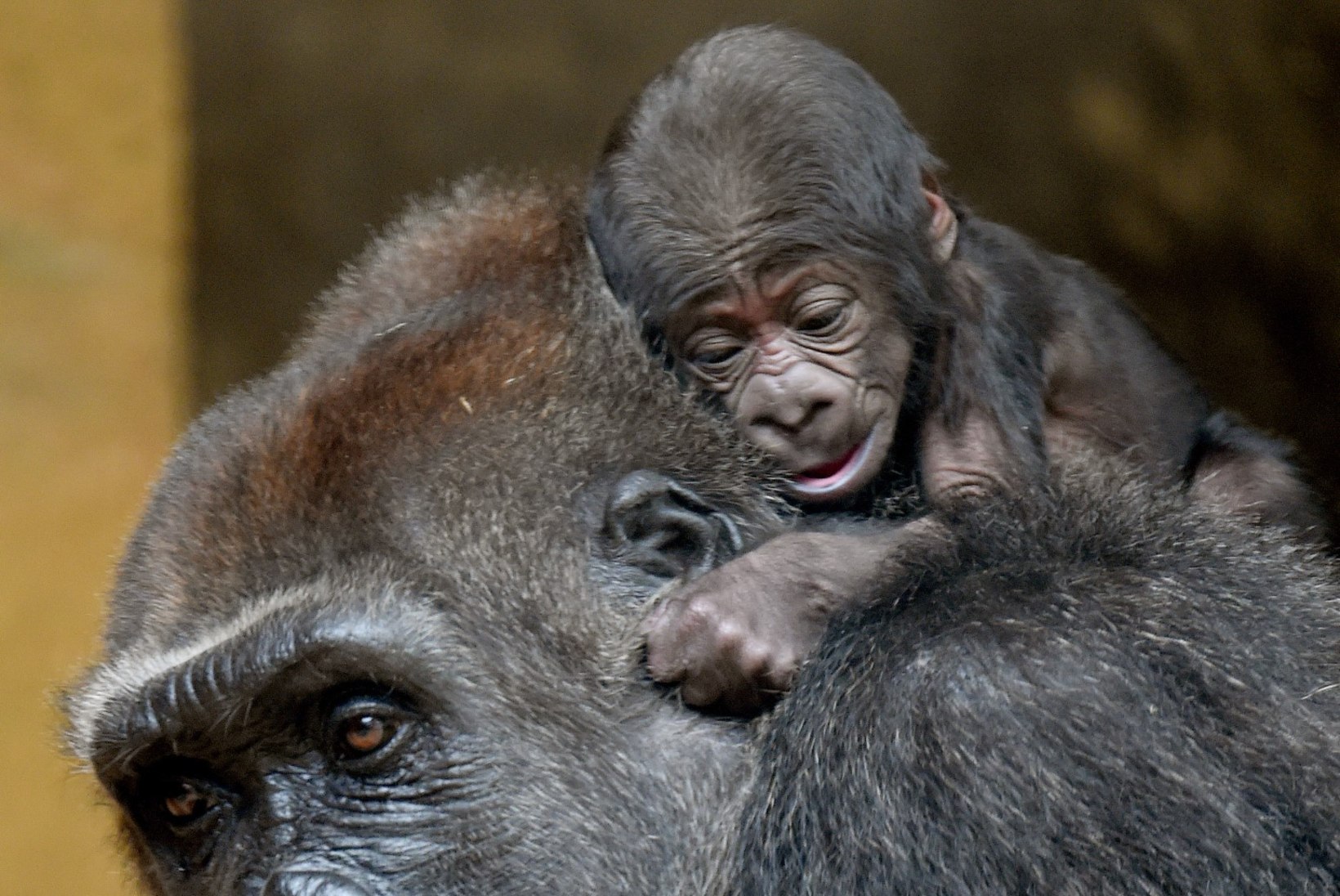 ARMASTUS EI LASE LAHTI: gorilla kannab ja üritab poega äratada veel nädal pärast surma