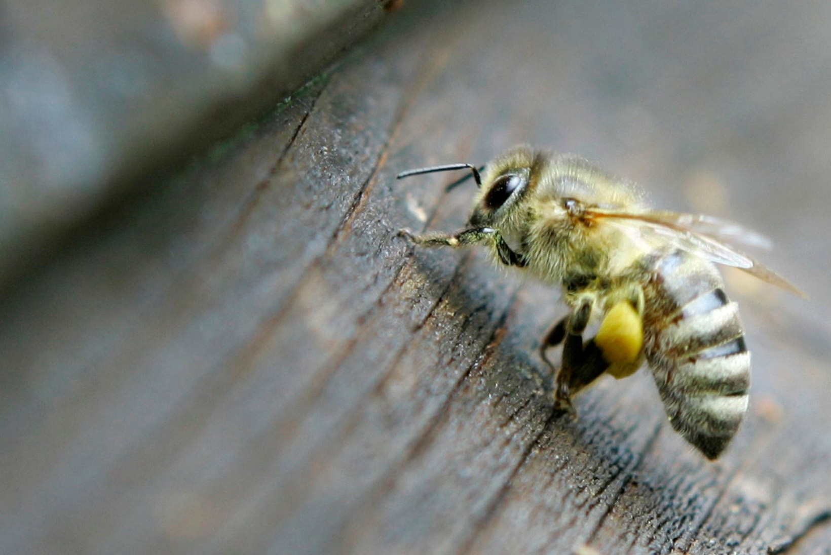 Aasta uurimistöö: kumb on valusam, kas mesilase suts meheausse või ülahuulde?