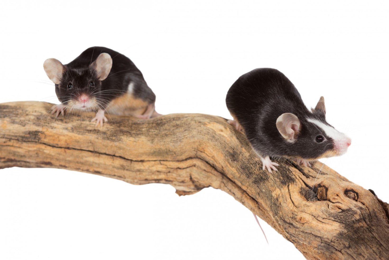 Emased hiired piiksuvad armulaulu