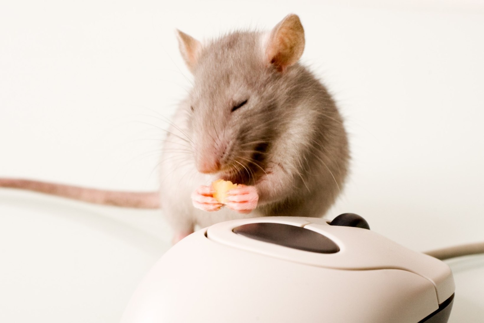 JUBE MÕELDA: rott hammustas inkubaatoris olnud beebit