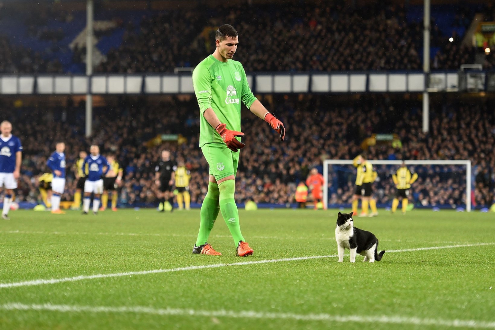 FOTOD JA VIDEO | Evertoni väravavaht hirmutas nunnu kiisu palliplatsilt minema