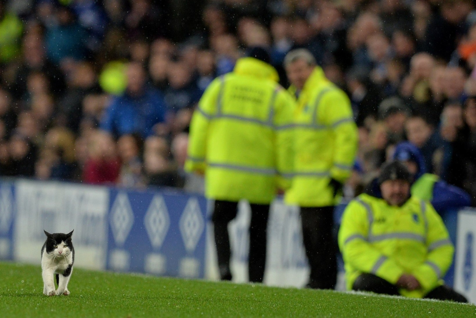 FOTOD JA VIDEO | Evertoni väravavaht hirmutas nunnu kiisu palliplatsilt minema