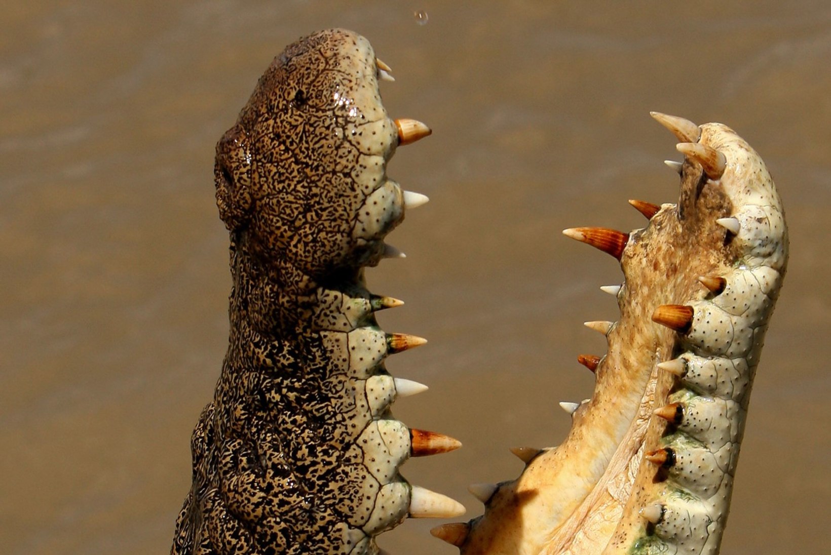 Austraalias löödi maha krokodill, kes sõi ära naise käe