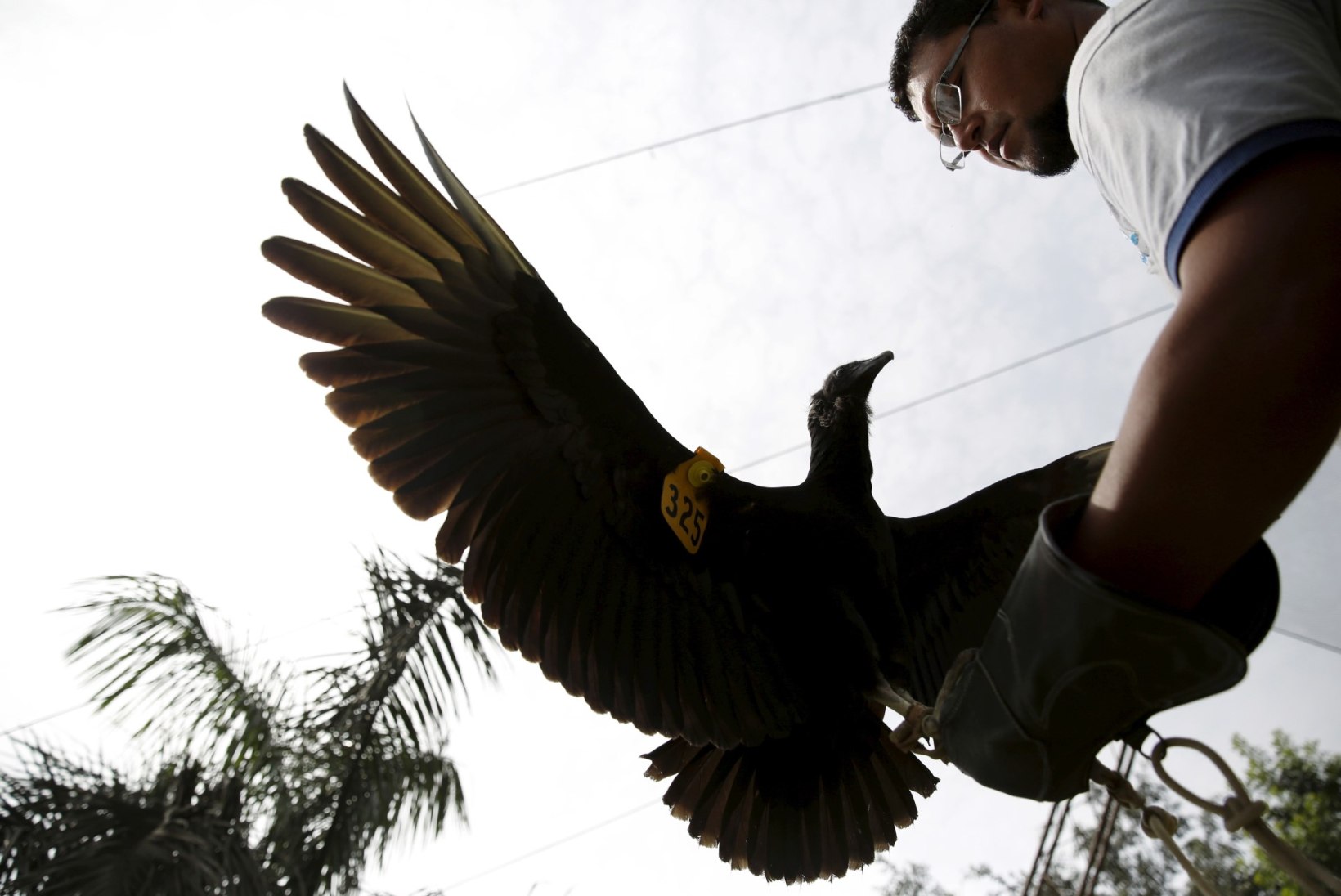 GALERII | MIDA TEHA KODUSTATUD RAISAKOTKAGA? Linnud otsivad Peruus ebaseaduslikke prügimägesid
