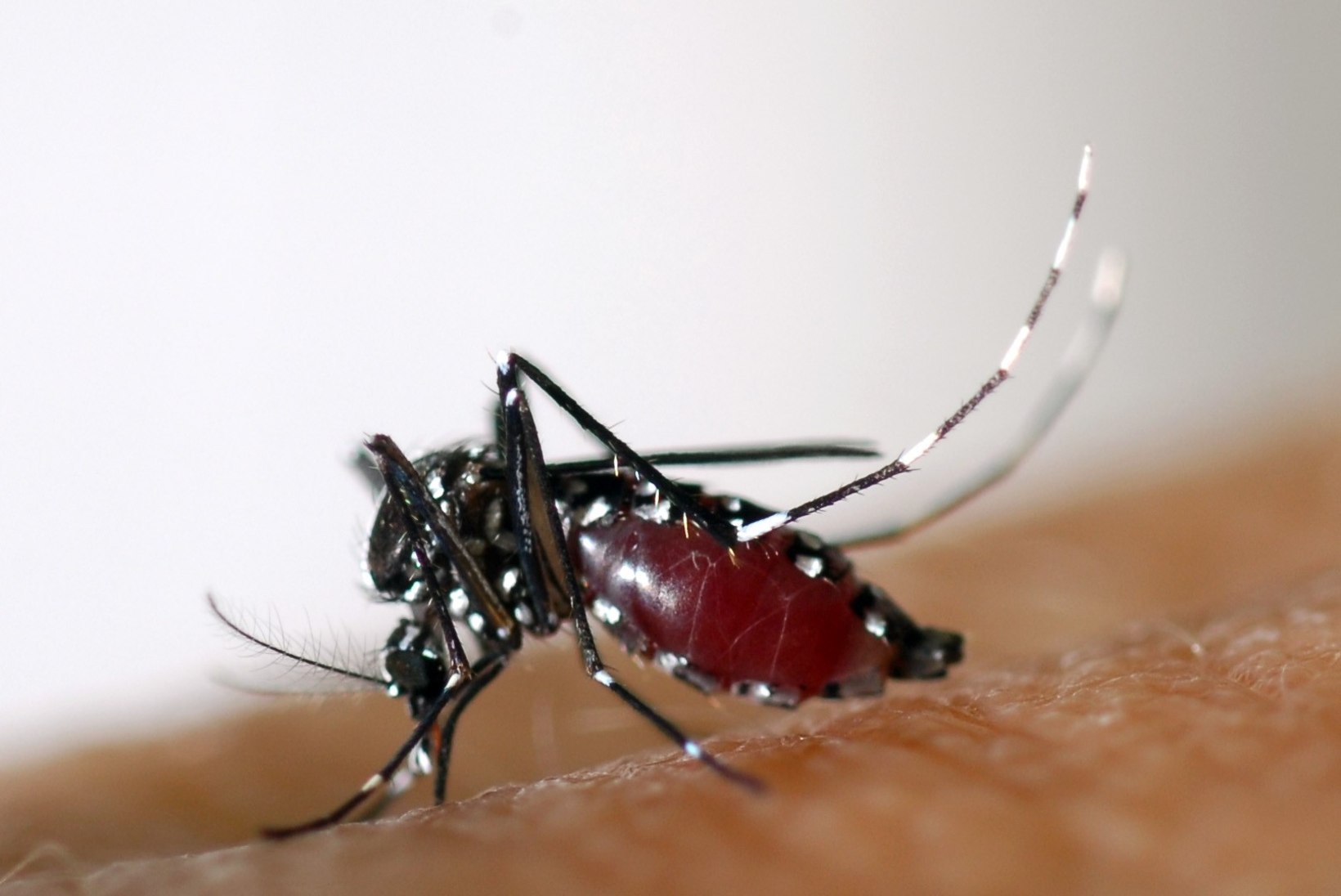 Lõuna-Euroopas levitavad Zika viirust aasia tiigersääsed