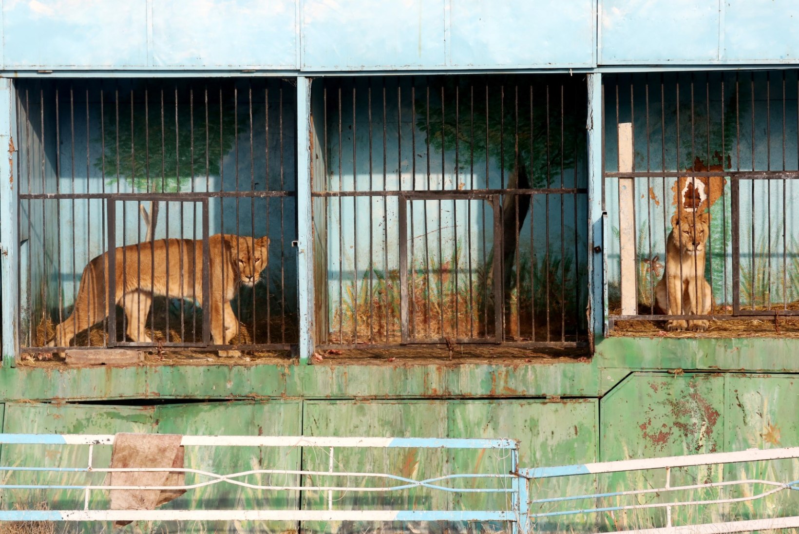Hirmutavad pildid maailma kõige kurvemast loomaaiast: nälgivad karud ja lõvid, kelle hülgas miljardärist oligarh