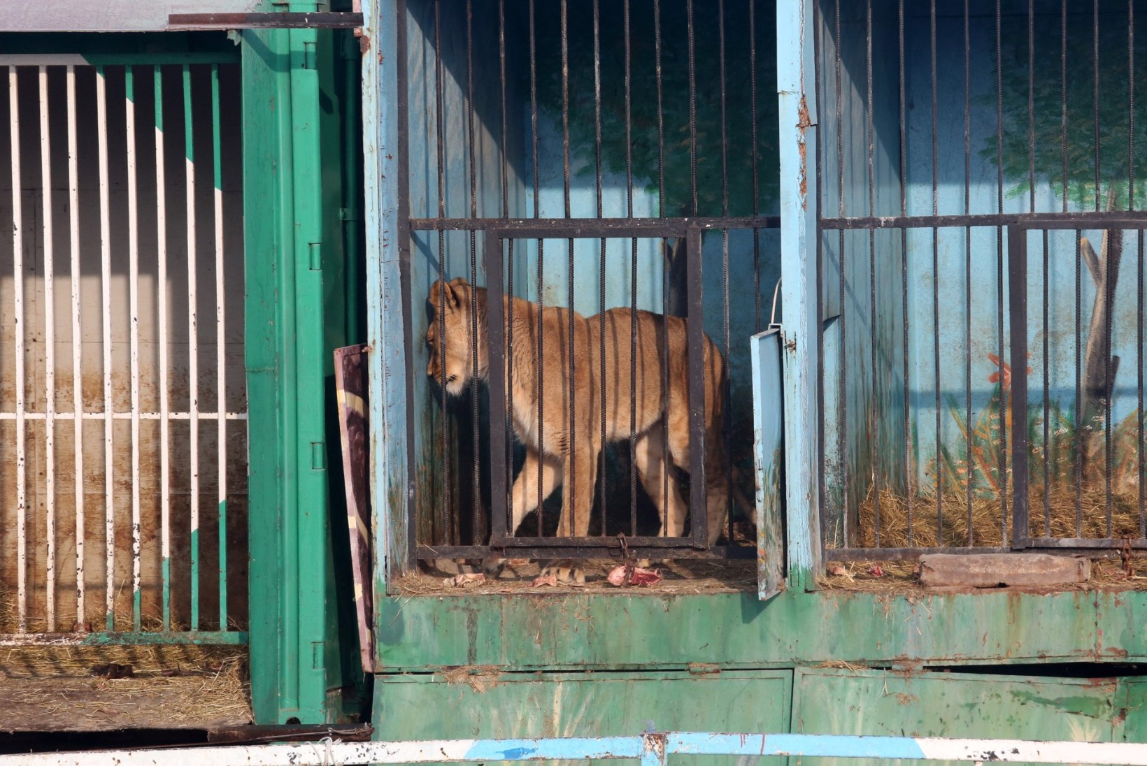 Hirmutavad pildid maailma kõige kurvemast loomaaiast: nälgivad karud ja lõvid, kelle hülgas miljardärist oligarh