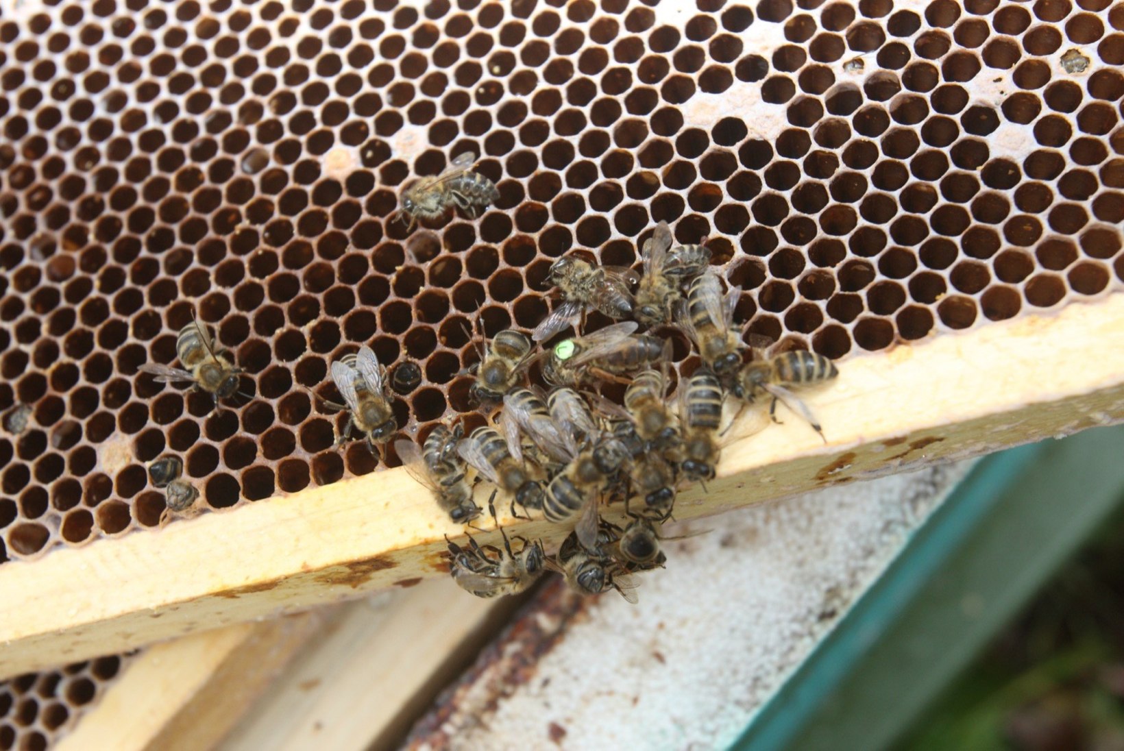 Riigikogu saadikud moodustasid mesilaste toetusrühma