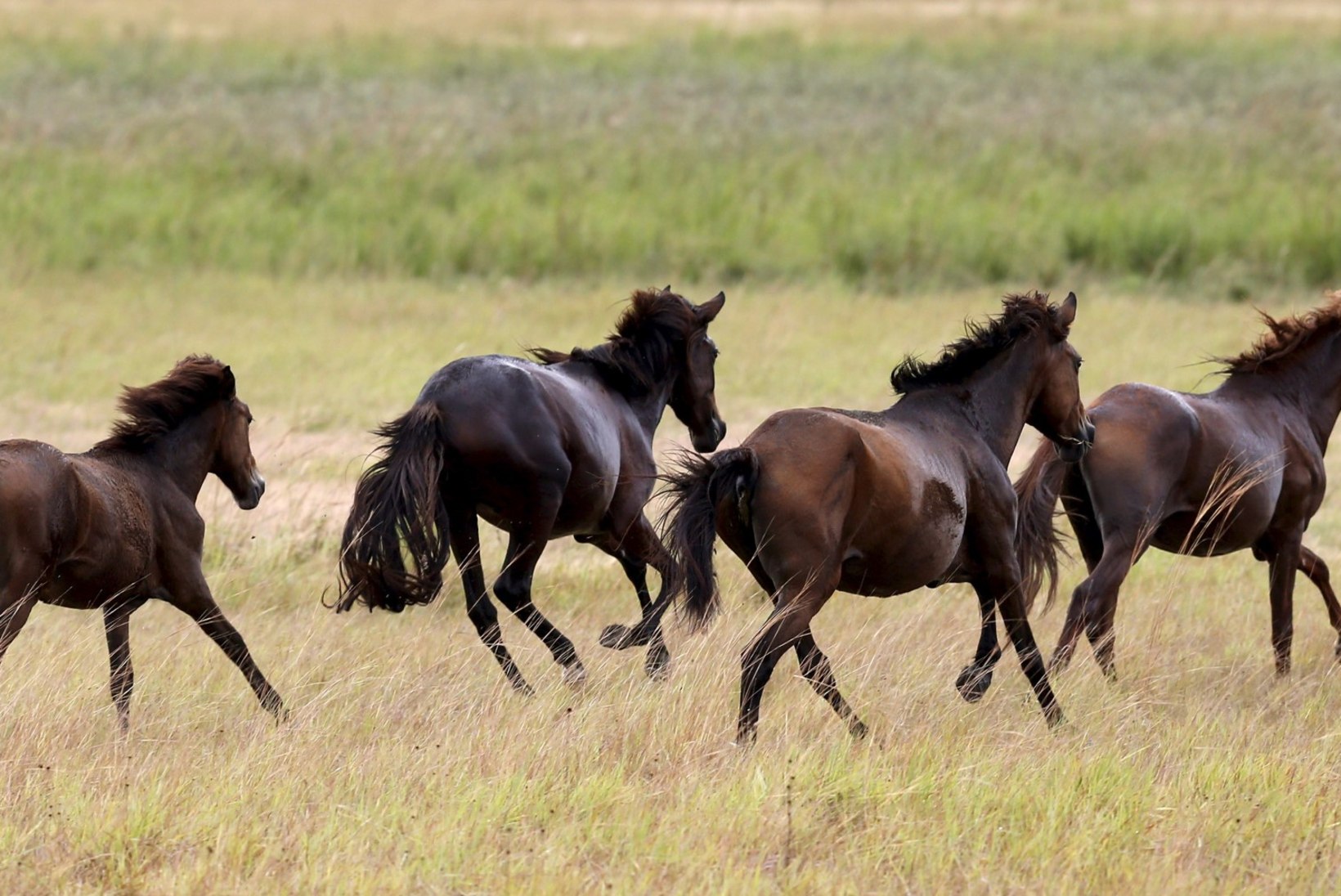 Kõrgõzstanis võeti kinni välismaalane, kes võrdles kohalikku vorsti hobuse peenisega