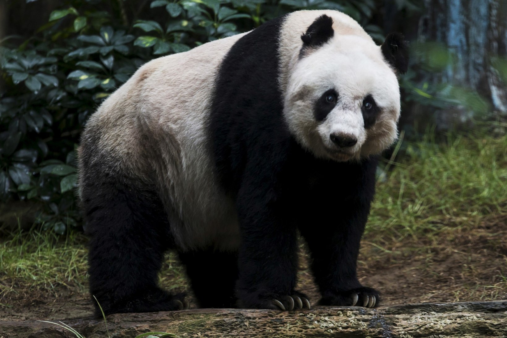 Suri maailma vanim vangistuses elanud hiidpanda
