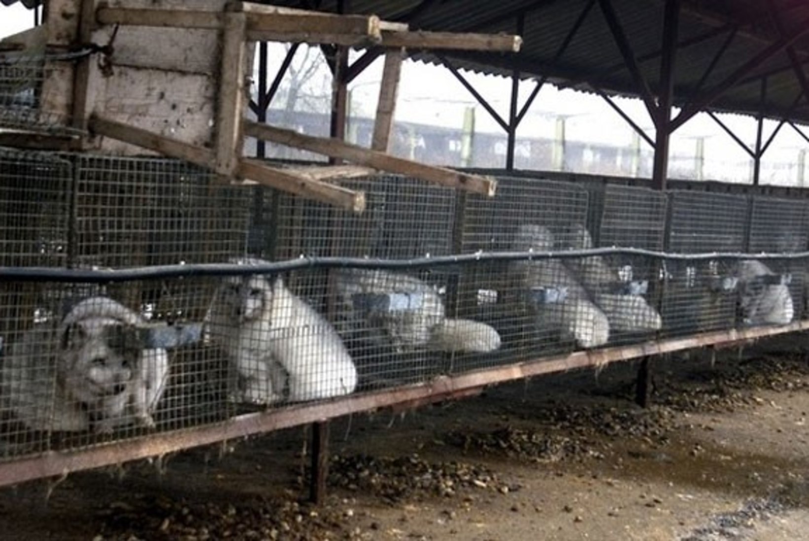 Loomade eestkostjad: karusloomafarmides pole võimalik loomade heaolu tagada