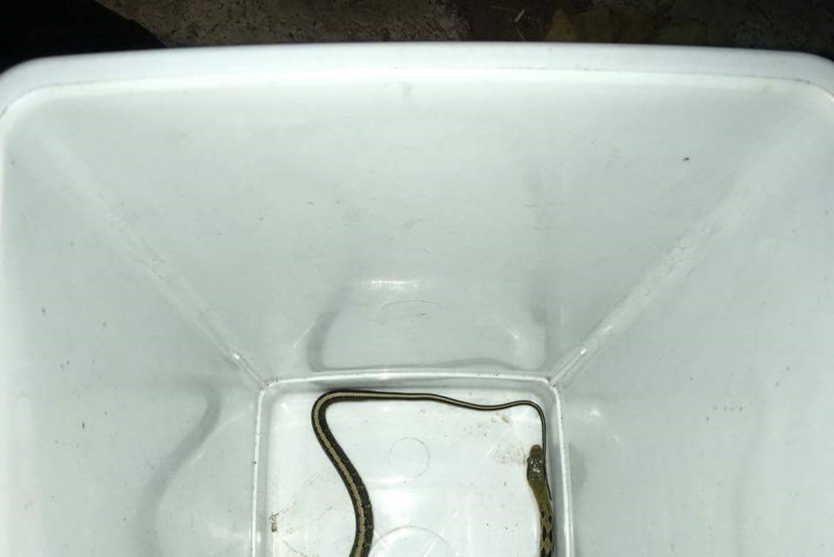 FOTO | Pirita kortermajast hulkuma läinud mao leidnud naine: ma vaatasin, et mingi nöör ripub