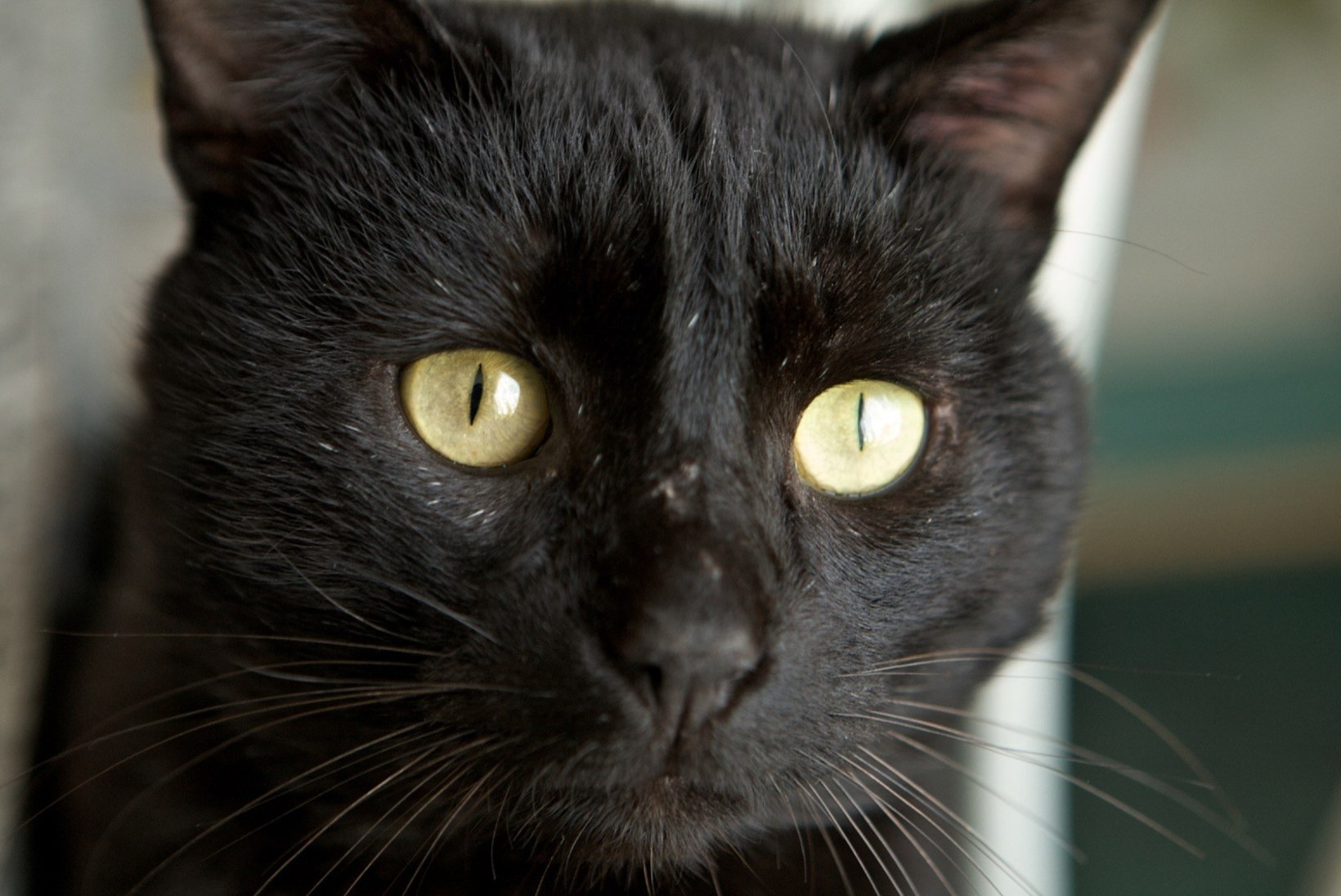 Halloween vabastab mustad kassid nõidusest!