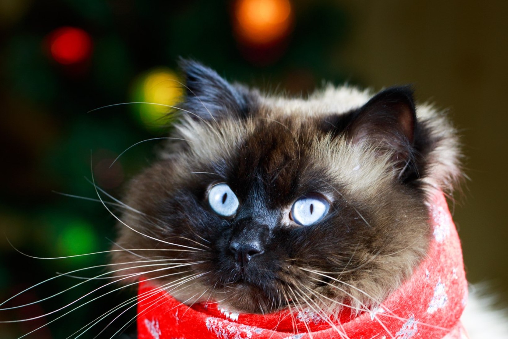 AHVATLUS KASSIDELE: mis juhtub, kui kassid tungivad jõulupeole?