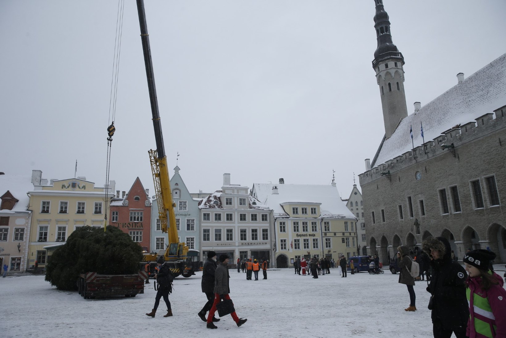 GALERII | JÕULUVANA JA POLITSEI: vaata, kuidas jõulukuusk jõudis Tallinnasse