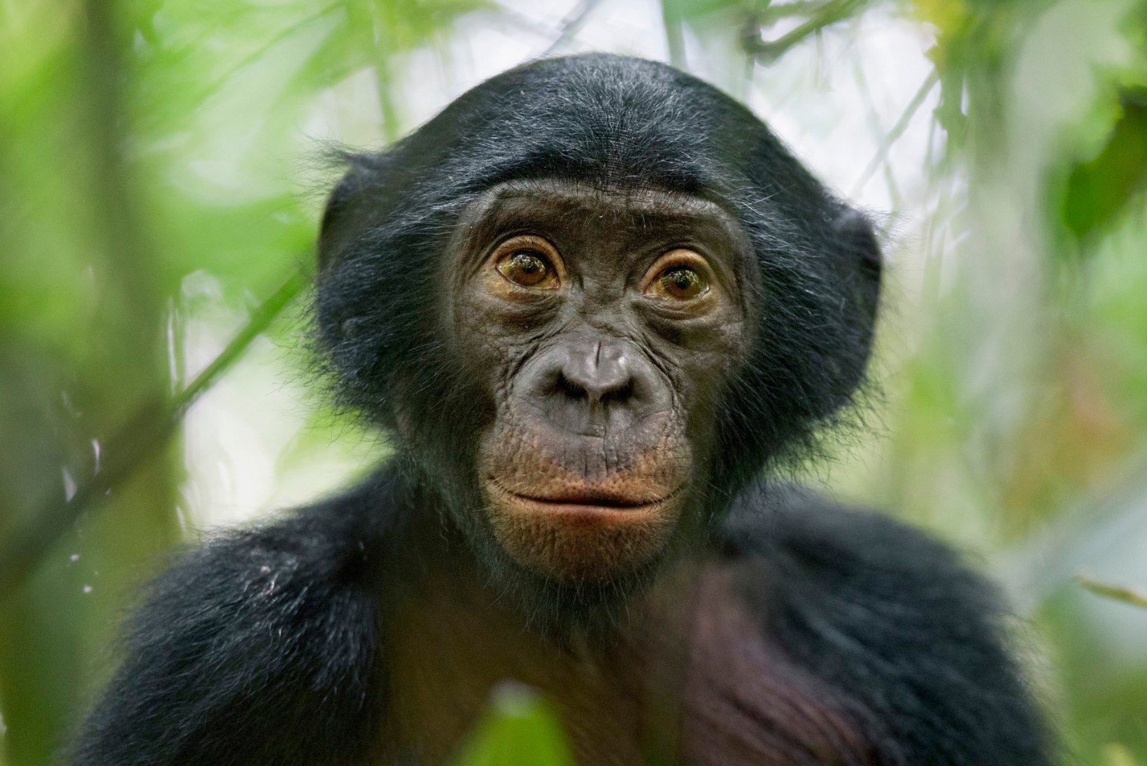 Inimene pole ainuke: ka vananevad ahvid vajaksid prille
