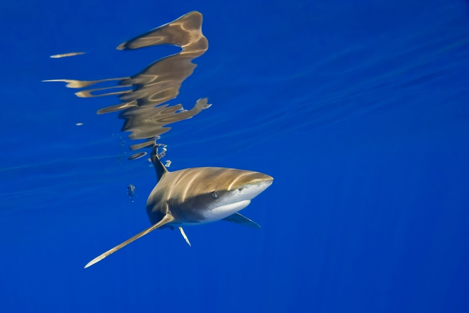VIDEO | Kas haid põhjustavad internetikatkestusi?