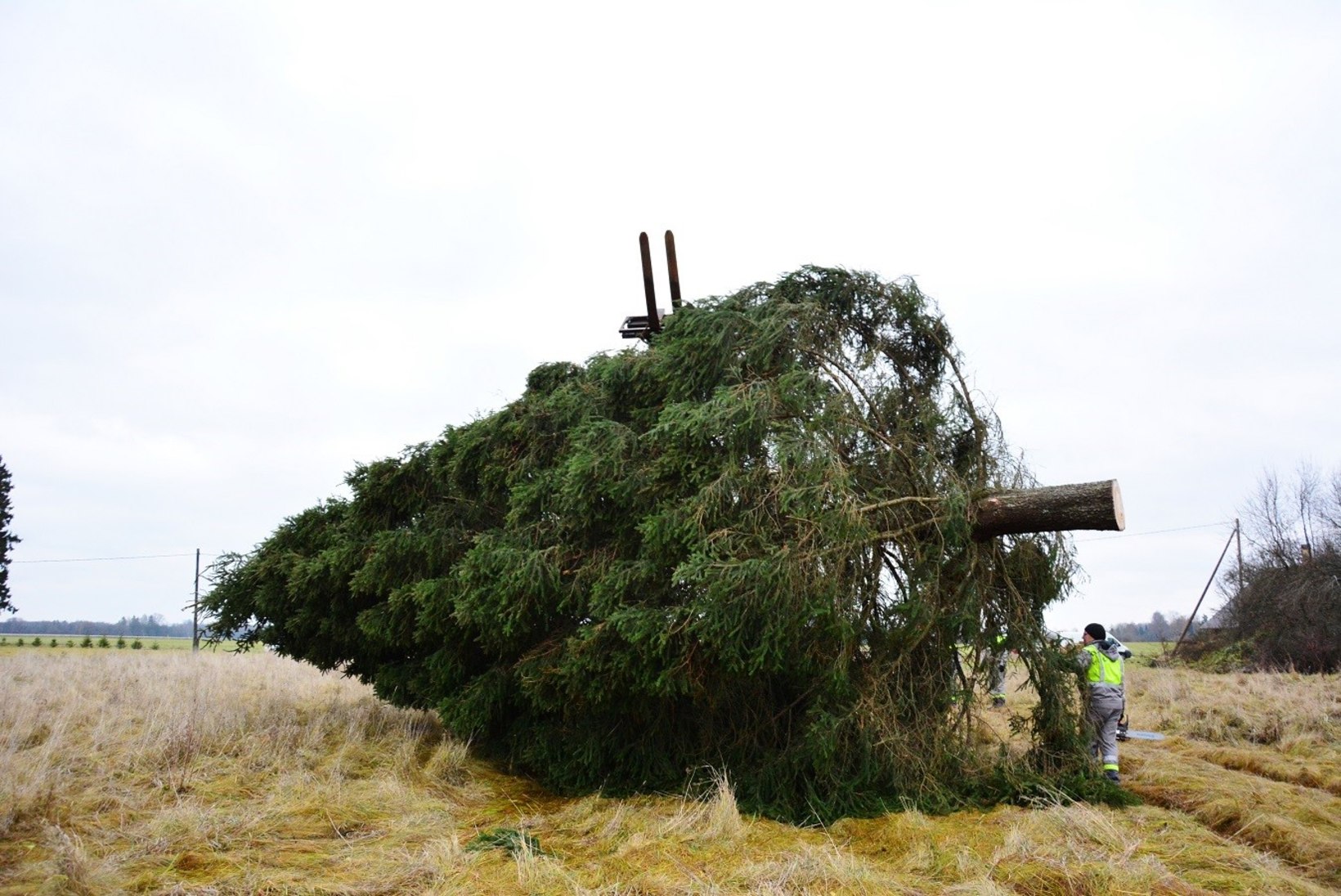 FOTOD | Viljandi sai kaheharulise kuusepuu!