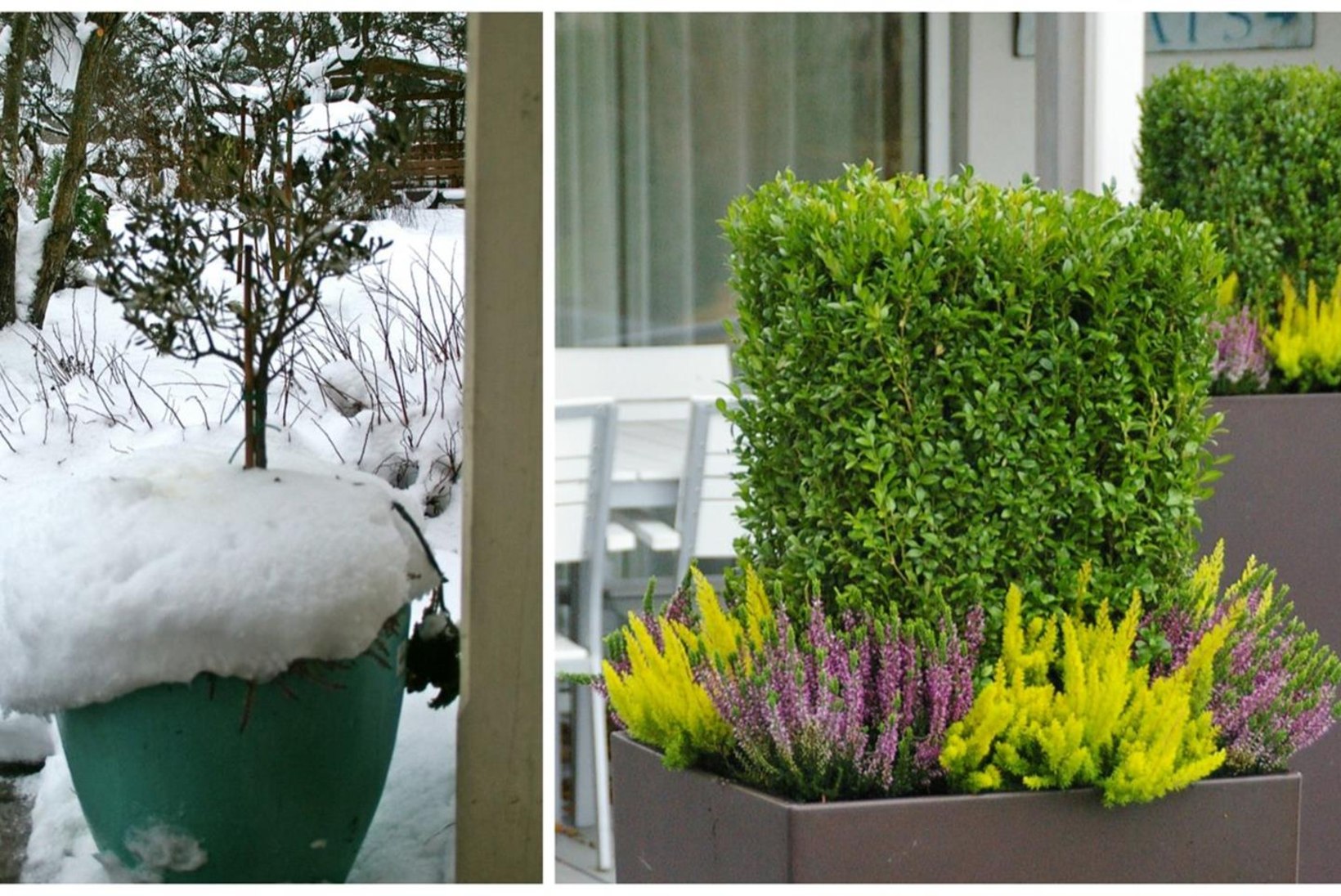 Terrass ja ukseesine kauniks ehk Millised lilled passivad talvel õuepotti?