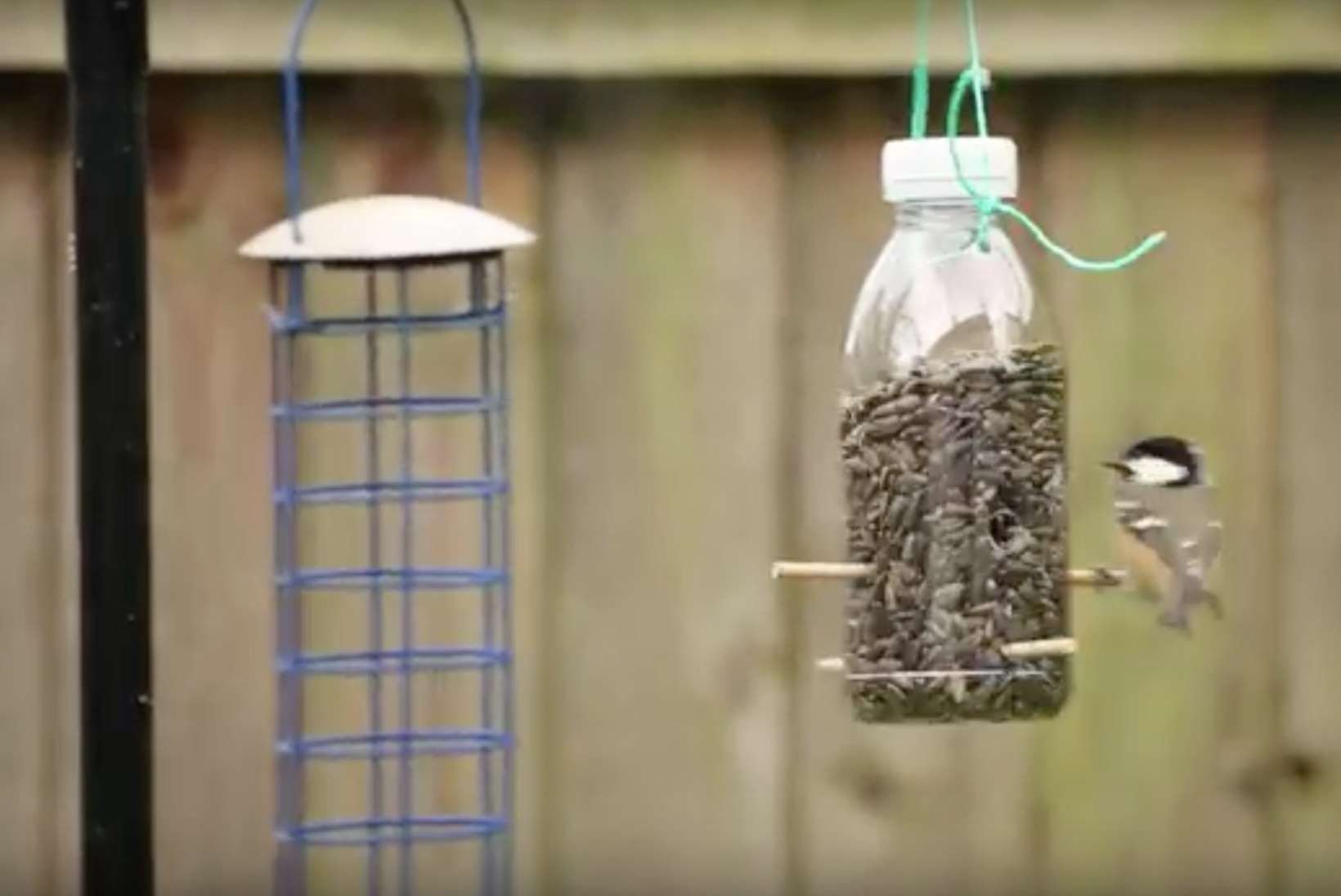 VIDEO! Tee ise vahva linnusöötja
