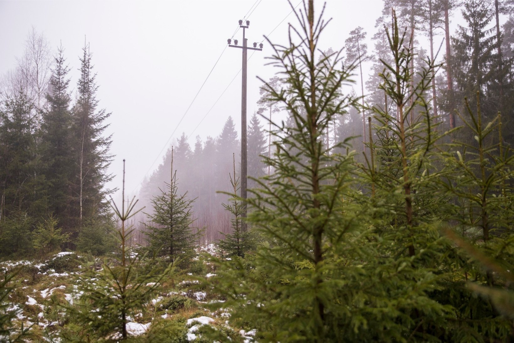 Uus algatus Eesti metsa kaitseks, riigi metsanduspoliitika pälvib kriitikat