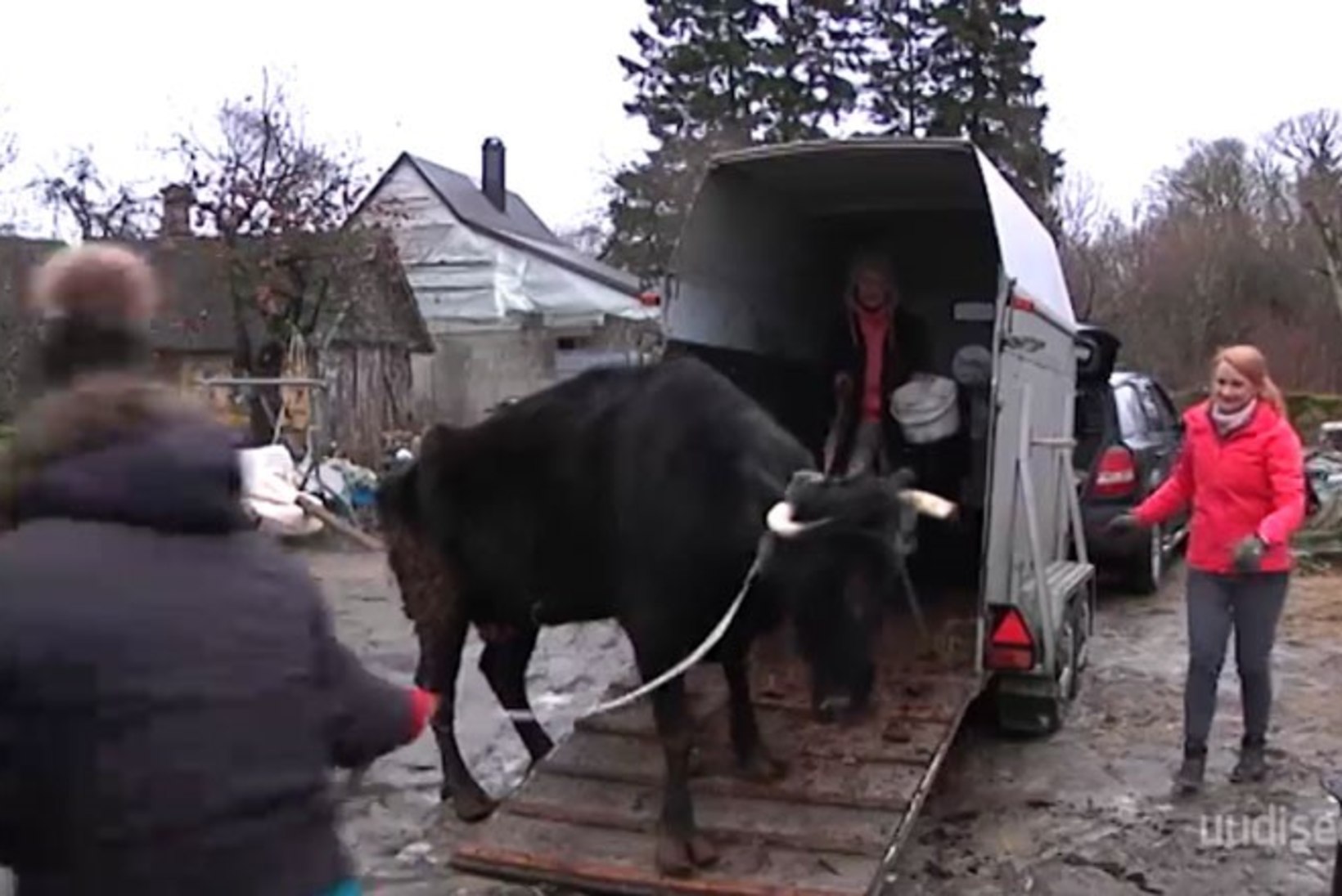 TV3 VIDEO | Saaremaal ränka elu elanud lehm Triinu pääses tapamajast paremale elujärjele