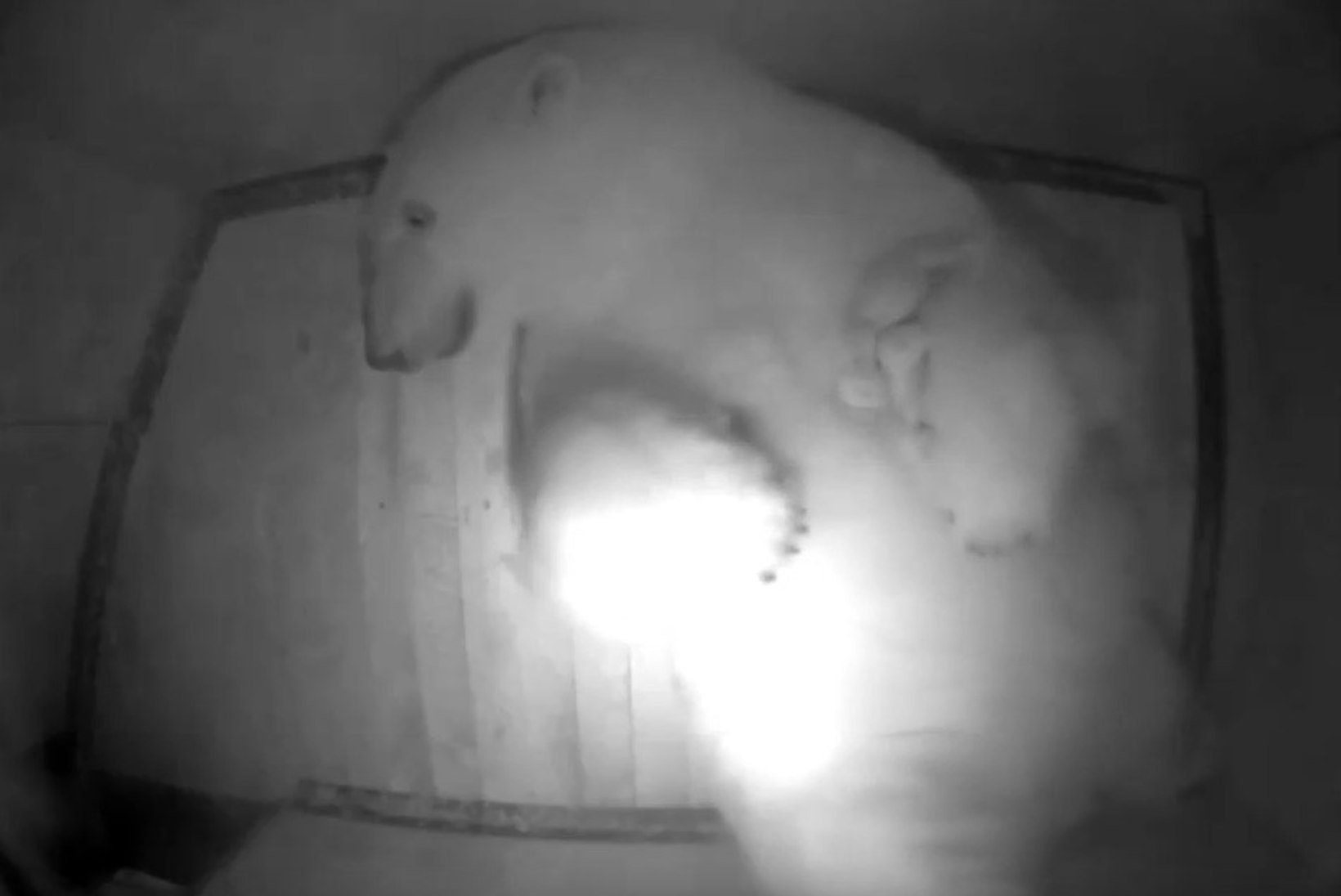 VIDEO | Tallinna loomaaed sai jääkarubeebi!